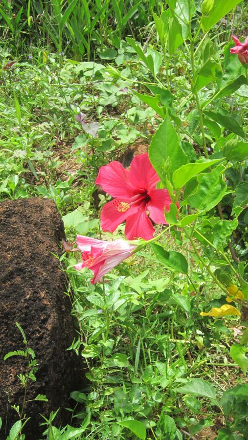 Piment Vanille Ile Sainte-Marie Ngoại thất bức ảnh